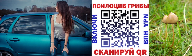 KRAKEN tor  Новотитаровская  Псилоцибиновые грибы Psilocybe 